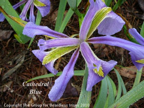 Cathedral Blue 